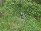IMG_9787.JPG